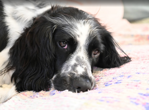 Lucy, Olja’s Springer Spaniel companion